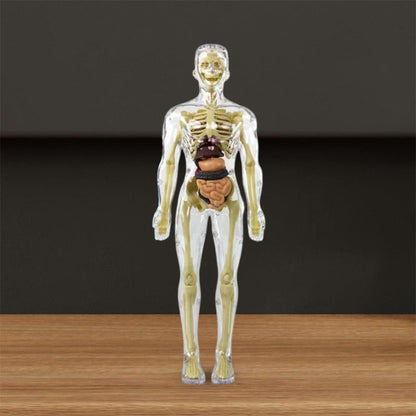 3D human body torso model for kids anatomy model skeleton