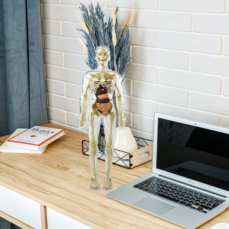 3D human body torso model for kids anatomy model skeleton